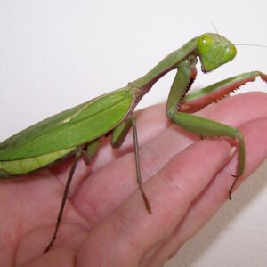 Rainforest mantis