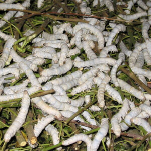 SIlkworms