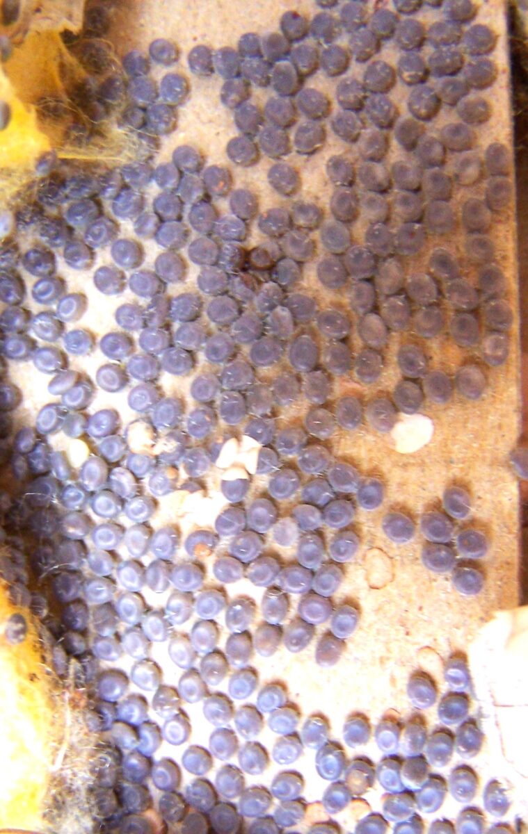 Silkworm Eggs - Pack of 50 | Travelbugs Mobile Minibeasts