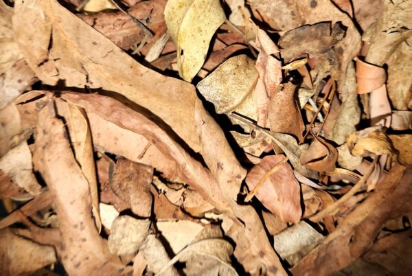 Dry Woodland Leaf Litter 1