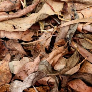 Dry Woodland Leaf Litter